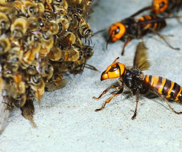pest bee wasp