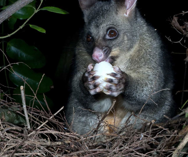 pest possum