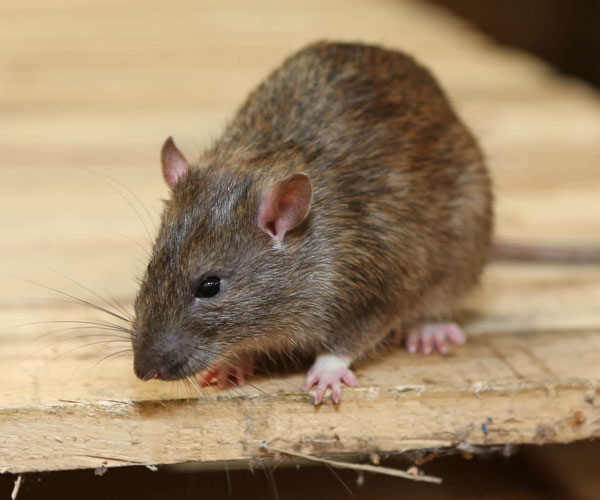 pest rats