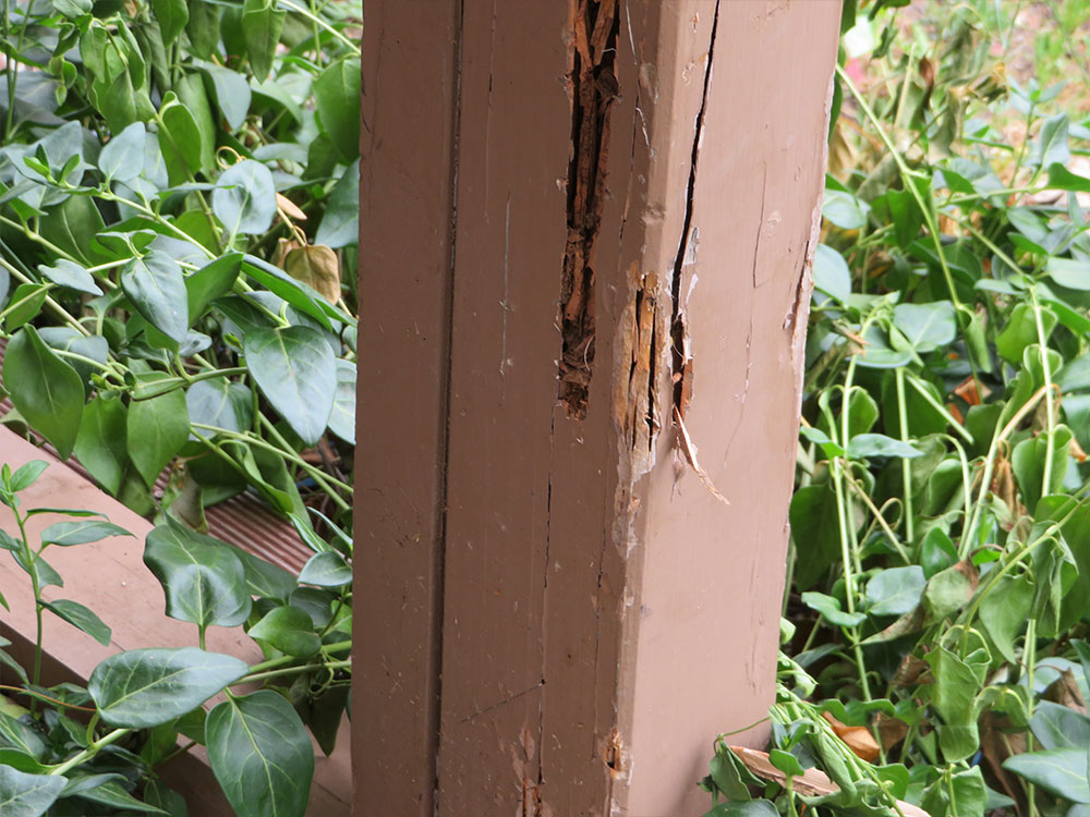 Termite Damage
